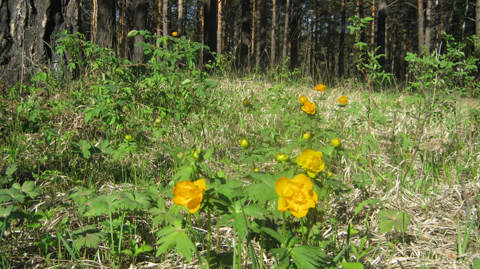 IMG_3799 (700x392, 530Kb)