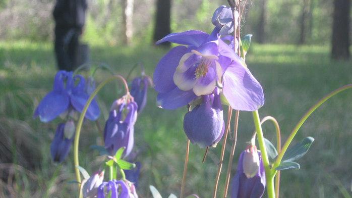 IMG_3806 (700x392, 344Kb)