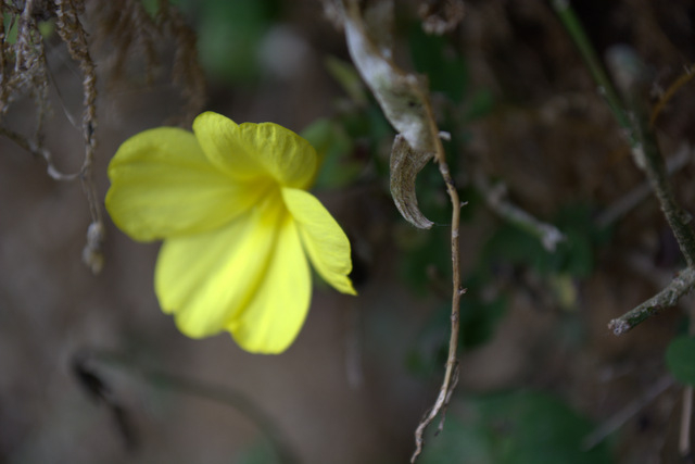 DSC_0978 (640x427, 136Kb)