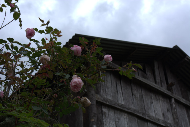 DSC_0982 (640x427, 190Kb)