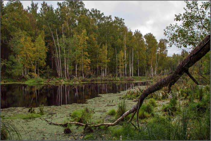 Карниз болото