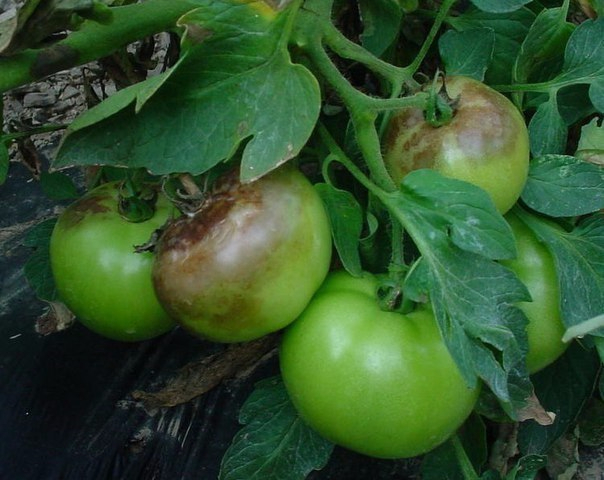 фитофтора томатов