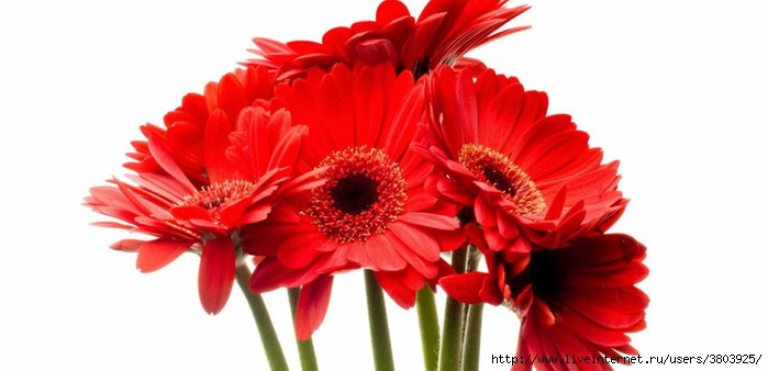 gerbera-848x410 (700x338, 131Kb)