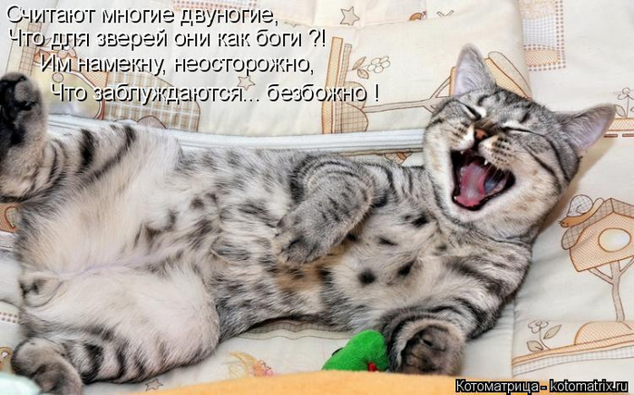 http://img1.liveinternet.ru/images/attach/d/0/142/393/142393277_kotomatritsa_1.jpg