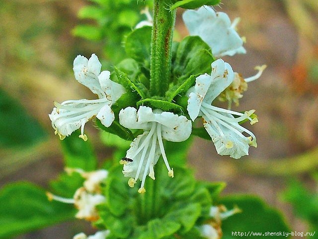 4121583_640pxOcimum_basilicum_003 (640x480, 178Kb)