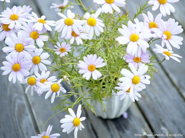 4121583_camomileflowers (640x480, 185Kb)