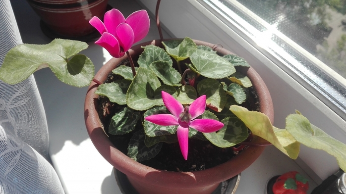5486629_IMG_20180525_142758 (700x392, 207Kb)