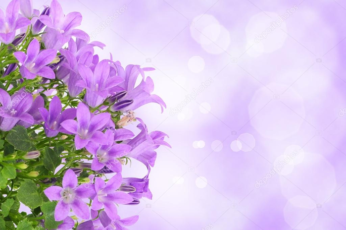 цветы на сиреневом фоне 5 (700x464, 264Kb)