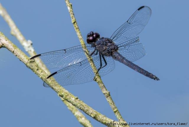 black dragonfly (1) (640x431, 76Kb)