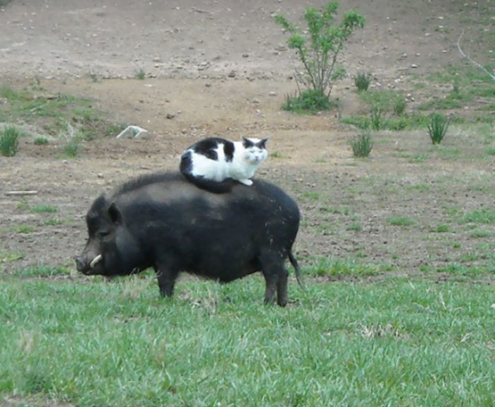 funny-animals-who-dont-give-a-damn-105-58e49d0d86fa9__700 (700x576, 212Kb)