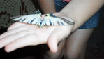 ������ SAM_2537 (700x393, 222Kb)