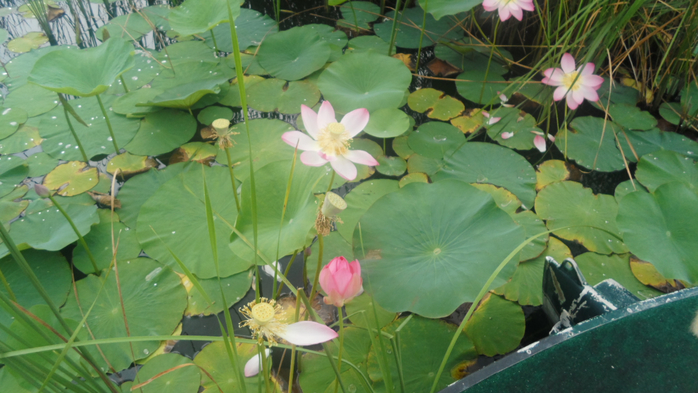 SAM_2191 (700x393, 343Kb)