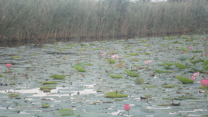 SAM_2196 (700x393, 342Kb)