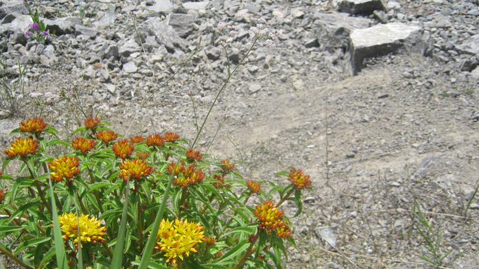 IMG_4161 (700x392, 477Kb)