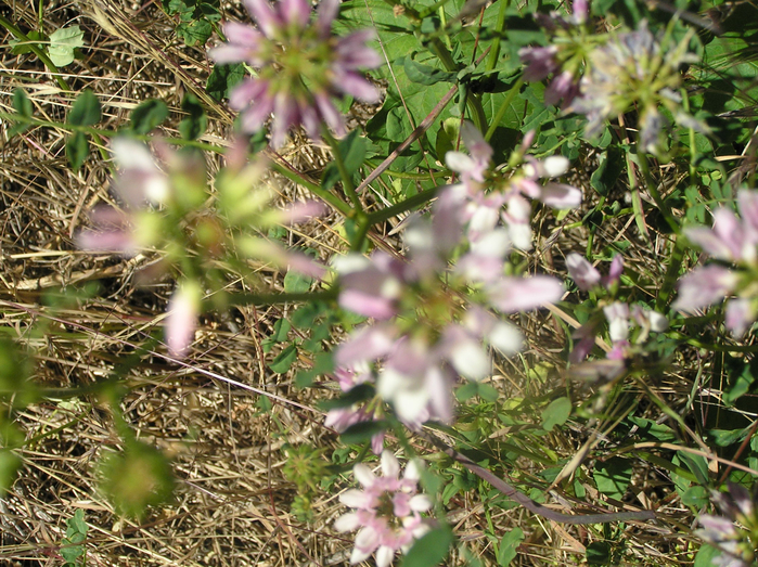 P6010077 (700x523, 586Kb)