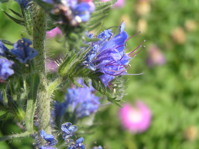 P6080025 (700x523, 452Kb)