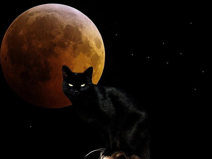 Witchy-Moon-Cat-1024x768 (700x525, 39Kb)