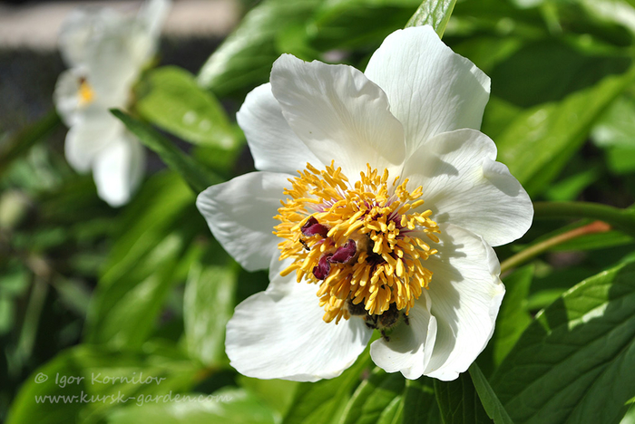 Paeonia-wittmanniana-foto-2 (700x468, 347Kb)