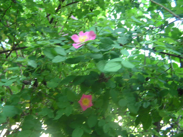 P3040001 (700x523, 533Kb)