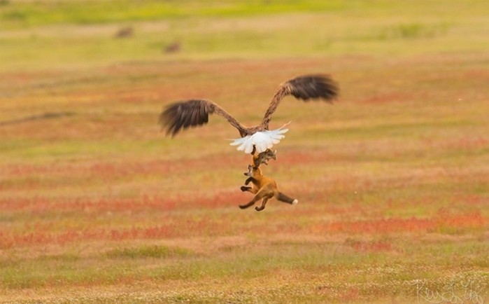 Как орел и лиса не смогли поделить добычу: фотографии схватки