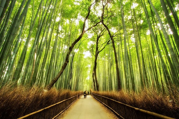 Прогулка по знаменитой японской бамбуковой роще в Киото