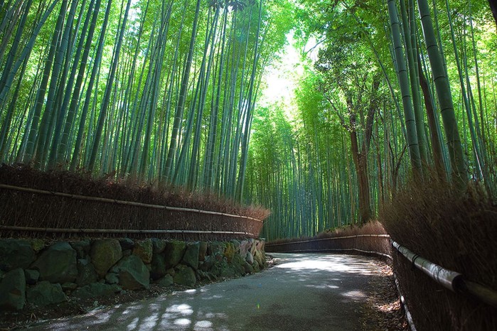 Прогулка по знаменитой японской бамбуковой роще в Киото