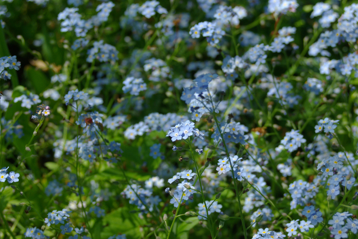 IMGP8865 (700x468, 455Kb)