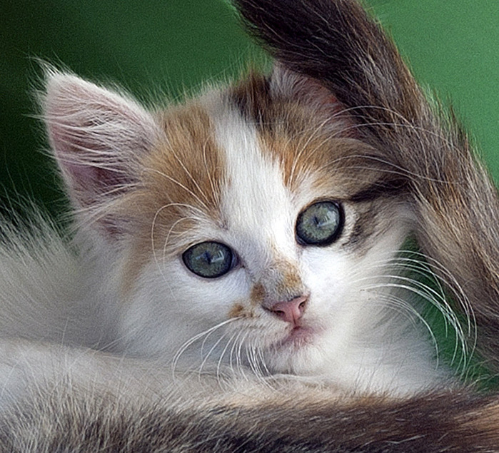 76075438_large_2223578 (699x635, 180Kb)
