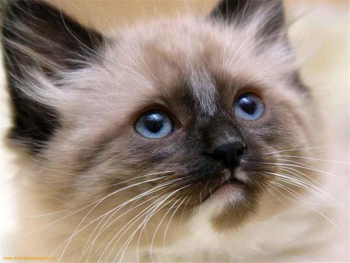 beautiful-Siamese-cat (700x525, 47Kb)