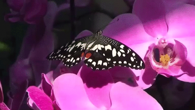 Лучшее видео живых. Бабочки. Анимированные бабочки на цветах. Мерцающие бабочки на цветах. Бабочки в природе.