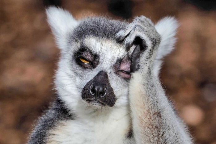 Фотограф показал, как мучаются от похмелья австралийские лемуры