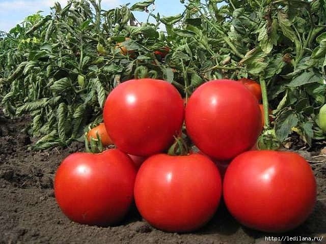 tomati_pomidori (640x480, 176Kb)