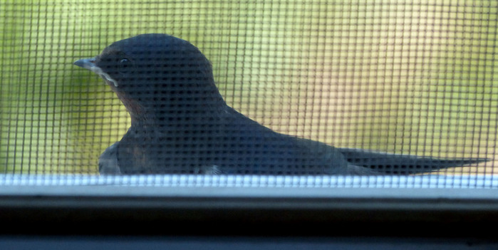 053 (700x351, 79Kb)