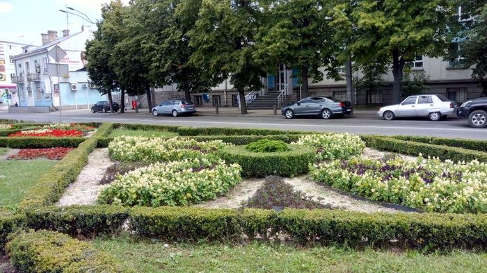 Цветы на клумбе в городе фото и название