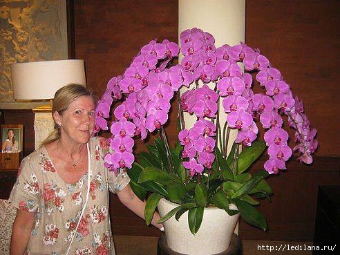 Что делать, если не цветет орхидея? 