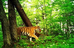 tigr_rg1 (244x158, 26Kb)