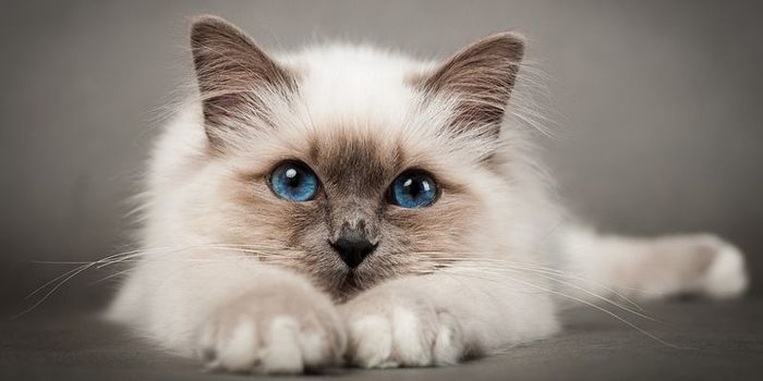 4843185_1__542587_koshka_vzglyad_poza_1920x1274_www_GdeFon_ru_ (700x350, 28Kb)
