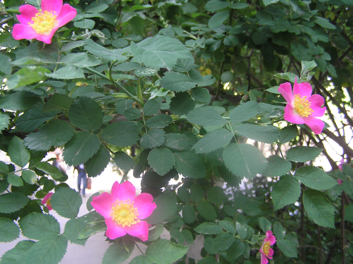 P3050001 (700x523, 508Kb)