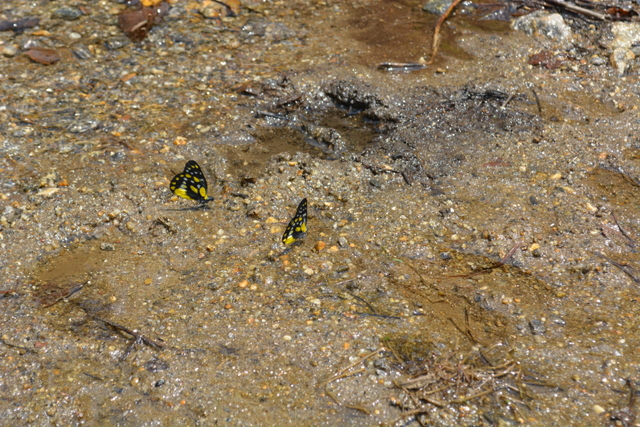 DSC_0109 (640x427, 446Kb)
