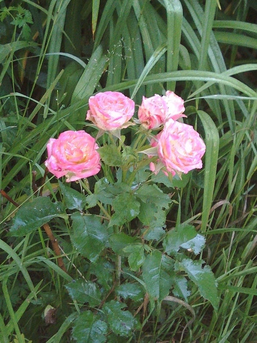 IMG_20180709_042209 (525x700, 271Kb)