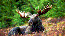 los_elk (215x119, 15Kb)