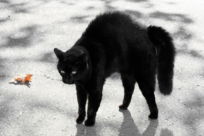 black-cat (700x466, 220Kb)