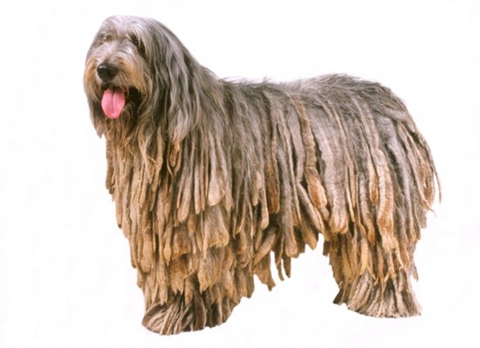 Породы собак с дредами: фото и названия самых лохматых пород