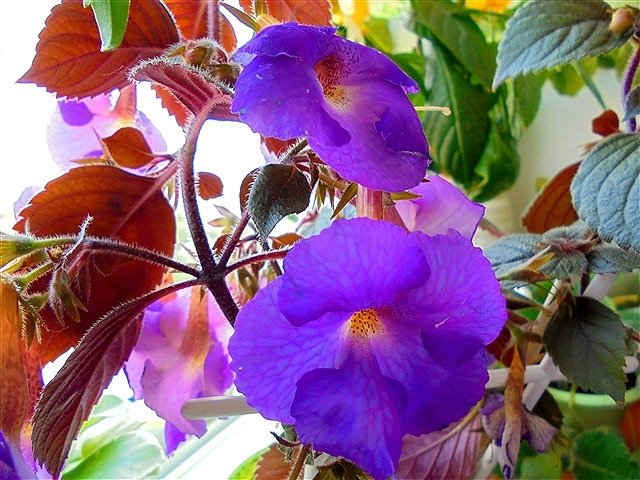 Achimenes longiflora