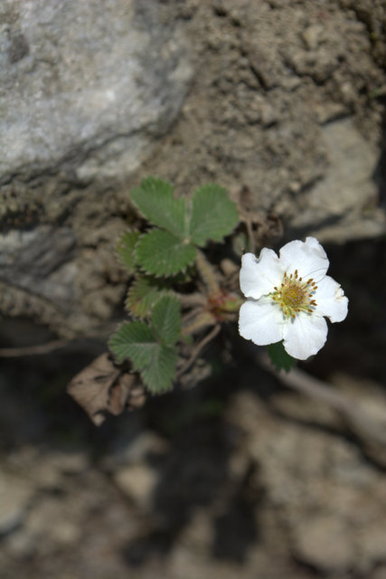 DSC_0399 (427x640, 128Kb)