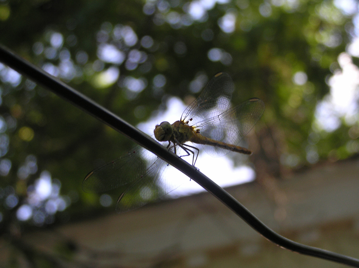P6290008 (700x523, 375Kb)