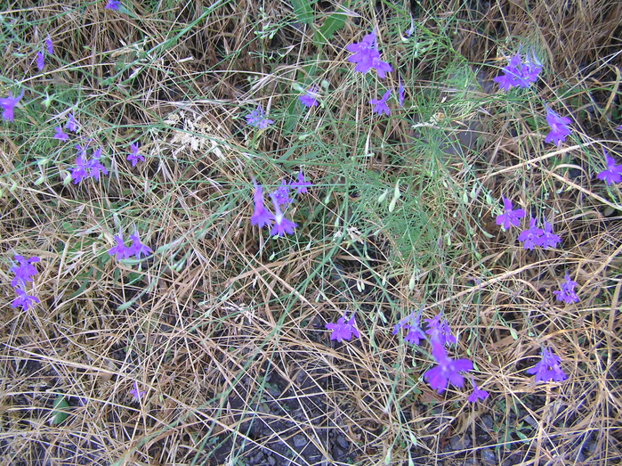 P6290069 (700x523, 711Kb)