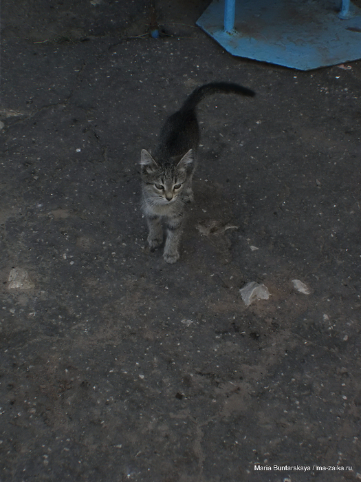 IMG_2976 (525x700, 442Kb)