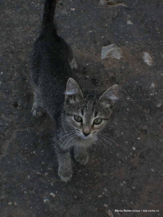 IMG_2978 (525x700, 433Kb)