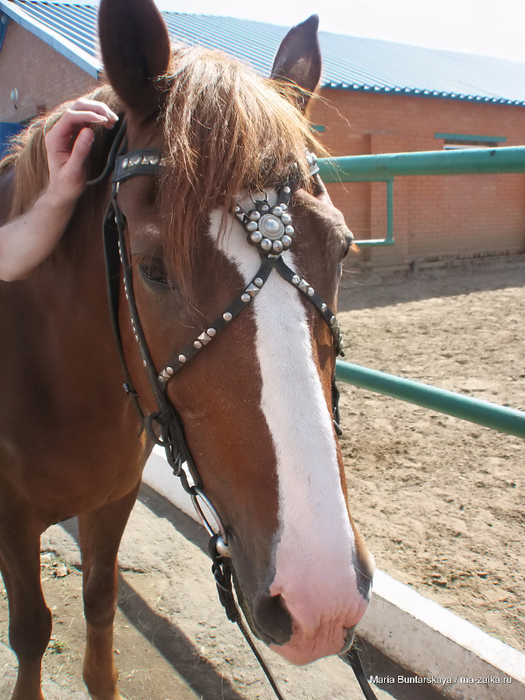 IMG_3023 (525x700, 504Kb)